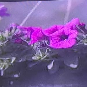 Meet your Posher, Jaxon